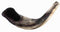 Ram Horn Shofar (12-14 inches)...