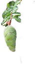 Spruce Hemlock Essential Oil (Tsuga Canadensi) 100% Pure Grade - 5 ML...