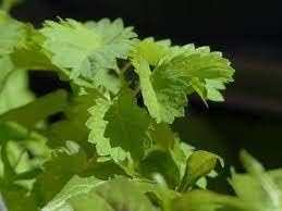 “Salad Burnet” Herb Seeds – Alternative Salad Green and Easy-to-Grow Herb – Harvest in 6 Weeks | Never GMO, Always Heirloom and OP | USA Grown See...