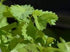 “Salad Burnet” Herb Seeds – Alternative Salad Green and Easy-to-Grow Herb – Harvest in 6 Weeks | Never GMO, Always Heirloom and OP | USA Grown See...
