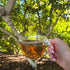 Avocado Leaf Tea Peach Tea – Caffeine-free | Herbal Tea | Immune Support | Cold Brew or Hot Tea | 15 Tea Bags -30 Servings (Gluten Free, Non-GMO)...