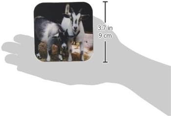 3dRose LLC Pygmy Goat Coaster, Soft, Set of 4...