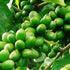 Caffe' Castorino Decaffeinato Ground Italian Coffee...