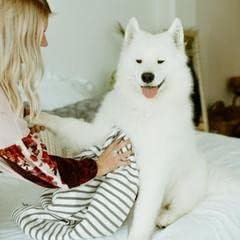 earthbath, Oatmeal & Aloe Grooming Wipes - Dog Wipes for Paws and Butt, Best Pet Wipes for Dogs & Cats, Helps Relieve Itchy & Dry Skin, Made in US...