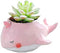 Pink Whale Animal Shaped Cartoon Succulent Planter Pots for Office,Window,Kitchen and Balcony...