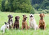 Replacement ¾” Collar Strap Bands with Double Buckle Loop for All Brands of Pet Shock Bark e Collars and Fences....