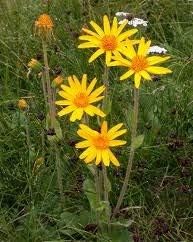 Arnica Flowers Dried | 6oz | salves ointment | Heterotheca inuloides | The Bloomin Herb Shoppe | Bulk...