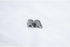 PRONET Covercraft Pro Net PN4002 Speed Clips-Quick Release...