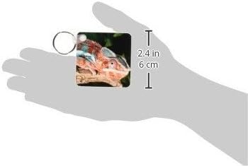 3dRose Rainbow Panther Chameleon, Lizard - NA02 DNO0692 - David Northcott - Key Chains, 2.25 x 4.5 inches, set of 6 (kc_84033_3)...