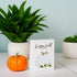 Collins "Happy Fall" Mini Sign with Pumpkin - Decorative Wooden Block Sign for Desk or Shelf Display...