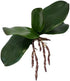 Sweet Home Deco Gel Coated Phanaenopsis Orchid Artificial Greenery Leaf with Realistic Roots Set of 2 (1, 6.5''L)...