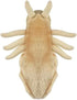 Giant Microbes Louse Plush – Learn About Lice and How to Treat Them, Fun Educational Gift for Family, Friends Doctors, Nurses, Scientists, Insect ...