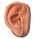 3B Scientific N15/1R SKINlike Silicone Right Acupuncture Ear Model, 3.7" x 2.4" x 1.6"...