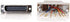 C2G 02934 RJ45 to DB25 Male Modular Adapter, Gray...