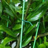 Rocky Mountain Goods Twist Ties for Plants with Cutter - Green Garden Twist Ties for Outdoor/Indoor Plants, Climbing Plants - 100 Feet Cut to Cust...
