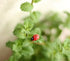 100 pcs Wooden Ladybug Garden Stones - Decorative Outdoor Ornaments - Garden Decoration for Vegatable and Flower Beds...