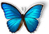 Blue Morpho Butterfly Beautiful - Magnet - Car Fridge Locker - 5.5"...