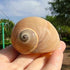 Hermit Crab Shells Turbo Shells 12+pcs Assorted Turbo Shells Handpicked Hermit Crab House…...