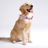 Dog Collar Reflective, Multi-Colored Stripe Dog Collar, Soft Adjustable Dog Collars with Metal Buckle for Small Medium Large Dogs, Perfect Pet Col...