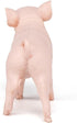 Papo -Hand-Painted - Figurine -Farmyard Friends -Female Piglet -51136 - Collectible - for Children - Suitable for Boys and Girls - from 3 Years Ol...