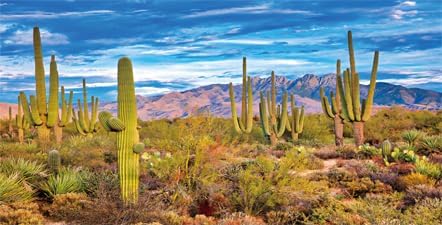 Reptile Habitat Background Rock Blue Sky Oasis Cactus Desert Terrarium Background with 10 Eva Double Sided Tape 36X18IN with 8 EVA Double-Sided Ta...