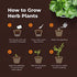 Grow Buddha herb Seeds Variety Pack, Your Own Gardening Kit – Easily Grow Your own herb Garden with Our Complete Beginner Friendly herb Seeds Star...