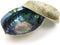 Ocean Shell Studios 6-6.5 inches Supreme Natural Abalone (P?ua) Two Shells for Smudging, Cleansing Home, Meditation, Shell Crafts,Incense Holder, ...
