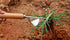 1 PCS Stainless Steel Weeder Manual Household Farm Tool Root Extractor Weeder Loose Soil Raising Fork Garden Gardening...