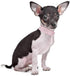 Rhinestone Dog Collar, Bling Rhinestone PU Leather Crystal Diamond Pet Dog Cat Puppy Collar Black S M L XL (XL, Black)...