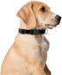 Reflective Dog Collar for Small,Medium, and Large Dogs,Ajustable Nylon Dog Collars with Quick Release Buckle,Black M(Collar+Leash)...