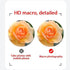 Mobile Phone Wide-Angle Lens 0.45X Mobile Phone Camera Lens Kit Macro Lens 12.5X Universal for iPhone Android Phone/Samsung/OnePlus and Most Smart...