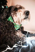 Huxley & Kent Bow Tie for Pets | Merry & Bright (Small) | Christmas Holiday Velcro Bow Tie Collar Attachment | Fun Bow Ties for Dogs & Cats | Cute...