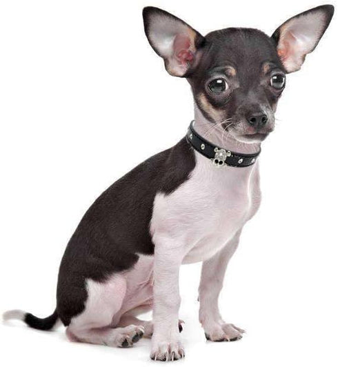 Cute Dazzling Sparkling Elegant Fancy Skull Diamond Crystal Rhinestone Leather Small Pet Dog Cat Collar Puppy (S, White)...