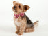 ARING PET Dog Collar Bowtie, Dog Collar with Bow, Adjustable Collars for Dogs Small Medium Large (X-Large)...