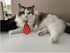 4 Pieces Pets Dog Cat Bowtie Pet Costume Adjustable Formal Necktie Collar for Cats Small Dogs Puppy Grooming Accessories (red/Heart)...