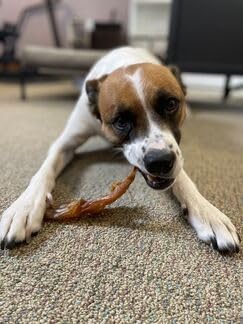 Pupford Beef Tendon Chews for Dogs | Cleans Teeth, Teaches Proper Chewing & Contains Glucosamine to Help Joints | Extra Thick, Long-Lasting, Natur...