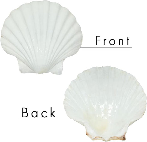 6PCS Scallop Shells for Serving Food,Baking Shells Large Natural White Scallops from Sea Beach for DIY Craft Decor 4-5 Inches...