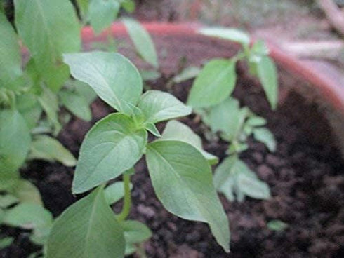 Lemon Basil Seeds For Planting - Lemon Scent Basil, Thai Lemon Basil, Lao Basil, Hoary Basil, Ocimum Basilicum - Approx 1 Gram - by RDR Seeds...