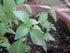 Lemon Basil Seeds For Planting - Lemon Scent Basil, Thai Lemon Basil, Lao Basil, Hoary Basil, Ocimum Basilicum - Approx 1 Gram - by RDR Seeds...