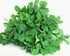 1000 Mixed Herb Seeds Heirloom Non-GMO 12 Varieties This is a Mix! Thyme Oregano Sage Tarragon Marjoram Summer Savory Basil Italian Greek Thai Dwa...
