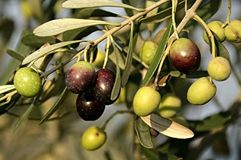 Olive Leaf Tea Loose Leaf – 8 oz Olive Tea – Olive Tea Leaf – Olive Leaf Tea Bulk – Olive Leaf Whole – Caffeine Free – Loose Leaf Herbal Tea - Oli...