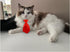 8 Pieces Pets Dog Cat Bowtie Pet Sunglasses Pet Costume Adjustable Formal Necktie Collar for Cats Small Dogs Puppy Grooming Accessories (Black/red...