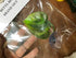 Betta Fish Leaf Pad Improves Betta's Health by Simulating The Natural Habitat - Natural, Organic, Comfortable Rest Area for Fish Aquarium...