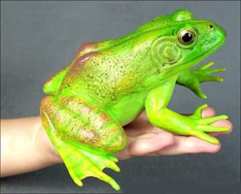 Gemini&Genius Tree Frog Toy Figure for Kids, Realistic Hand Painted Toy Bullfrog Action Figure Play or Display Toy, Animals Educational and Role P...