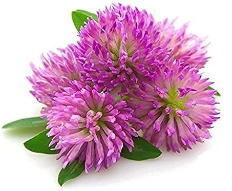 Red Clover Leaf & Flowers - Dried Trifolium pratense Leaf & Flowers C/S by Nature Tea (4 oz)...