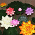 7Pcs 3.9 Inch Artificial Lotus Flower Artificial Flower Pool Aquarium Decoration Eternal Flower Artificial Flower (White)...