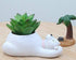 Cute Resin Polar Bear Meaty Pot by SWONVI, Succulent Pots with Drainage Resin Mini Flower Pot Garden Plants Vase Desk Flower Decoration 4.92" W X ...