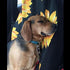 Car Front Seat Covers, Universal Blue 3D Animal Wolf PrintingCar Seat Protector Seat Cushion Full Cover Fit Most Car,Truck,SUV,Van (Sunflower-2PC)...