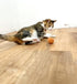 Interactive Cat Toy Balls - Infused with Catnip & Feather Kicker- Set of 2 Toy Balls, Small, Brown Orange...
