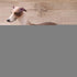 Greyhound Model, Plastic Material Simulation Greyhound , Teaching Tool Smoothing for...